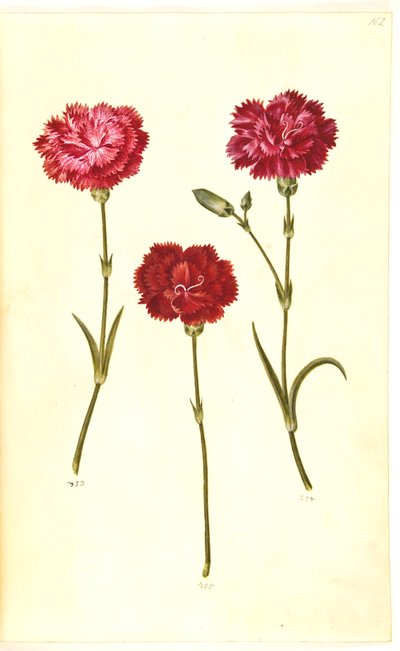 Dianthus caryophyllus (clavel) de Hans Simon Holtzbecker