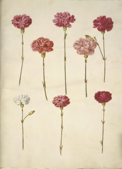 Dianthus caryophyllus (clavel) de Hans Simon Holtzbecker