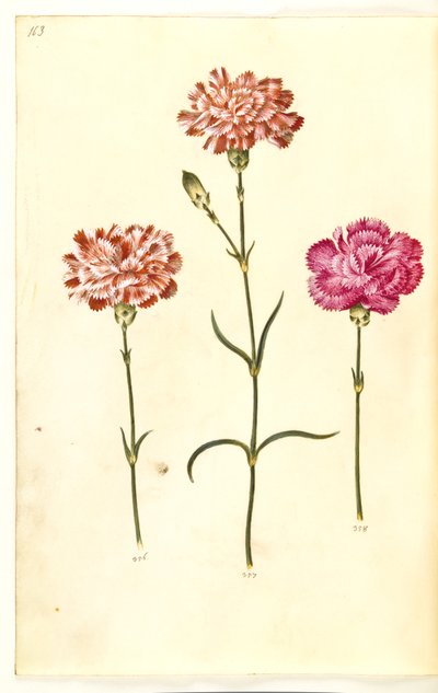 Dianthus caryophyllus de Hans Simon Holtzbecker