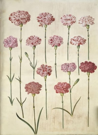 Dianthus caryophyllus (clavel de jardín) de Hans Simon Holtzbecker