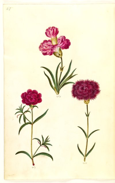 Dianthus caryophyllus (clavel) de Hans Simon Holtzbecker