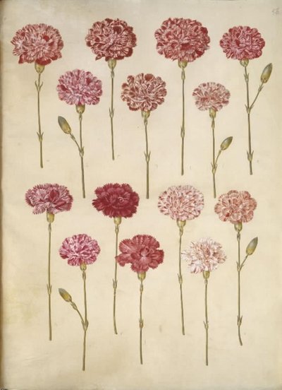 Dianthus caryophyllus (clavel) de Hans Simon Holtzbecker