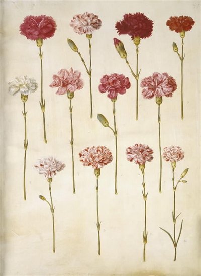 Dianthus caryophyllus (clavel) de Hans Simon Holtzbecker