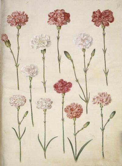 Dianthus caryophyllus (clavel) de Hans Simon Holtzbecker