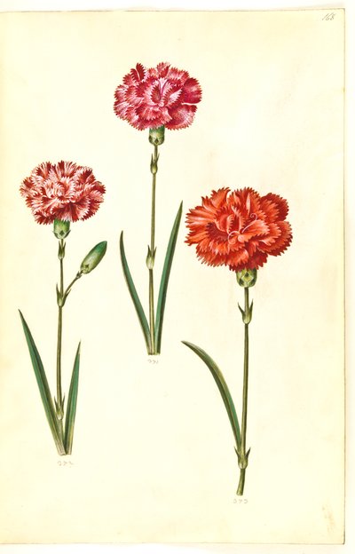 Dianthus caryophyllus (clavel) de Hans Simon Holtzbecker