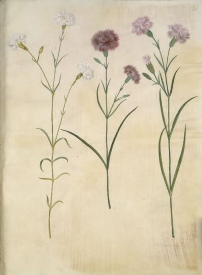 Dianthus plumarius (clavel plumoso) de Hans Simon Holtzbecker