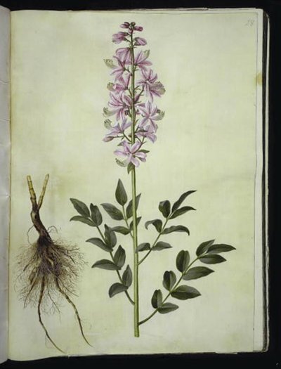 Dictamnus albus (dictamo blanco) de Hans Simon Holtzbecker