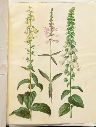 Digitalis grandiflora; Physostegia virginiana; Digitalis purpurea de Hans Simon Holtzbecker