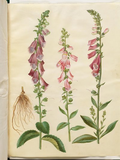 Digitalis purpurea (dedalera común) de Hans Simon Holtzbecker