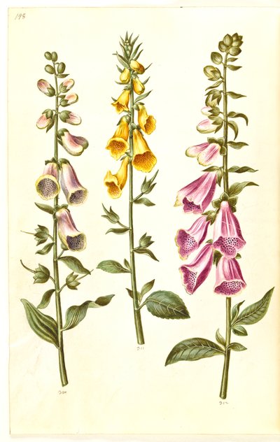 Digitalis purpurea (dedalera común); Digitalis grandiflora (dedalera de flores grandes) de Hans Simon Holtzbecker