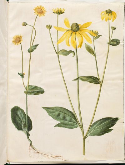 Doronicum pardalianches (corazón de león); Rudbeckia laciniata (sombrero de sol recortado) de Hans Simon Holtzbecker