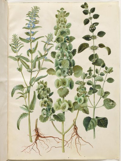 Dracocephalum moldavica; Moluccella spinosa; Melissa officinalis de Hans Simon Holtzbecker