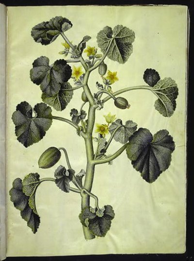 Ecballium elaterium (pepino del diablo) de Hans Simon Holtzbecker