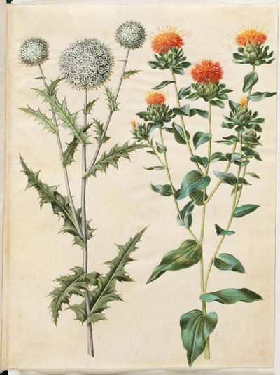 Echinops sphaerocephalus (cardo globo común); Carthamus tinctorius (cártamo amarillo) de Hans Simon Holtzbecker