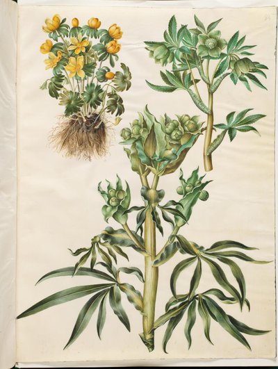Eranthis hyemalis (erantis de jardín); Helleborus viridis (eléboro verde); Helleborus foetidus (eléboro fétido) de Hans Simon Holtzbecker