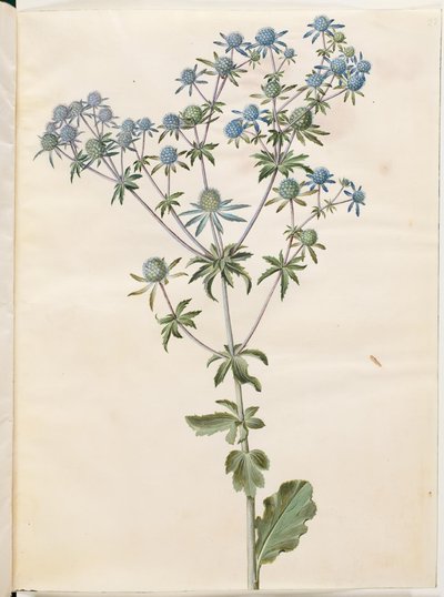 Eryngium planum de Hans Simon Holtzbecker
