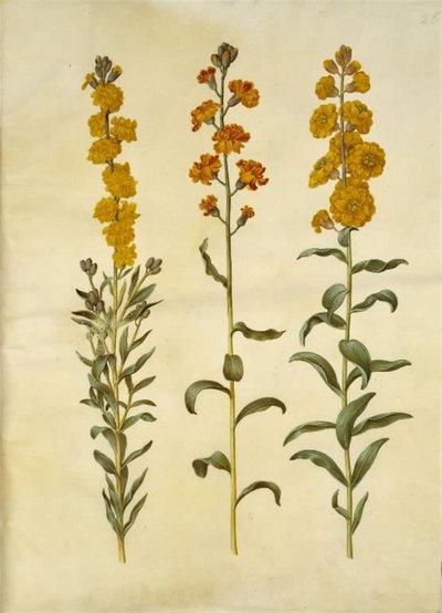 Erysimum cheiri (alhelí) de Hans Simon Holtzbecker