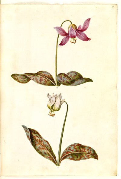 Erythronium dens-canis (diente de perro verdadero) de Hans Simon Holtzbecker