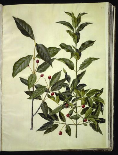 Euonymus latifolius (bonetero de hoja ancha); Euonymus europaeus (bonetero común) de Hans Simon Holtzbecker