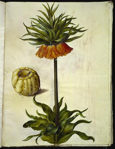 Fritillaria imperialis (corona imperial) de Hans Simon Holtzbecker