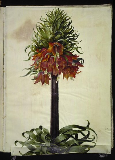 Fritillaria imperialis (corona imperial) de Hans Simon Holtzbecker