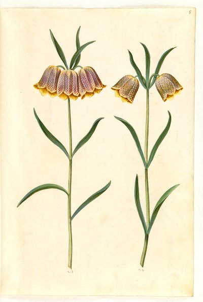 Fritillaria meleagris (campanilla común) de Hans Simon Holtzbecker