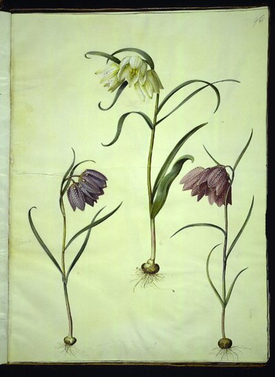 Fritillaria meleagris (campanilla común) de Hans Simon Holtzbecker
