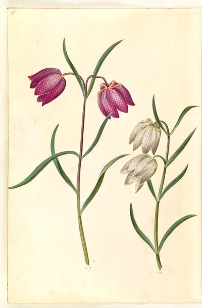 Fritillaria meleagris de Hans Simon Holtzbecker