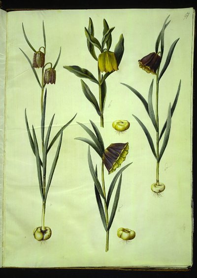 Fritillaria meleagris; Fritillaria aurea o Fritillaria tubiformis & moggridgei; Fritillaria montana de Hans Simon Holtzbecker