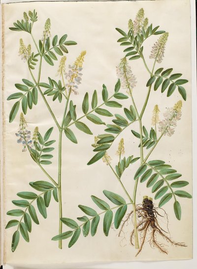 Galega officinalis (læge-stregbælg) de Hans Simon Holtzbecker