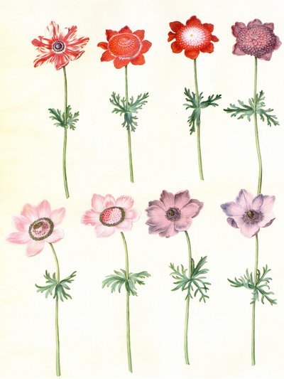 Gc25 anémona coronaria de Hans Simon Holtzbecker