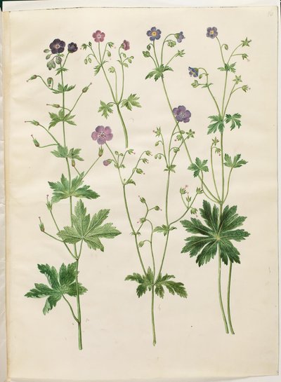 Geranium phaeum; Geranium sylvaticum de Hans Simon Holtzbecker