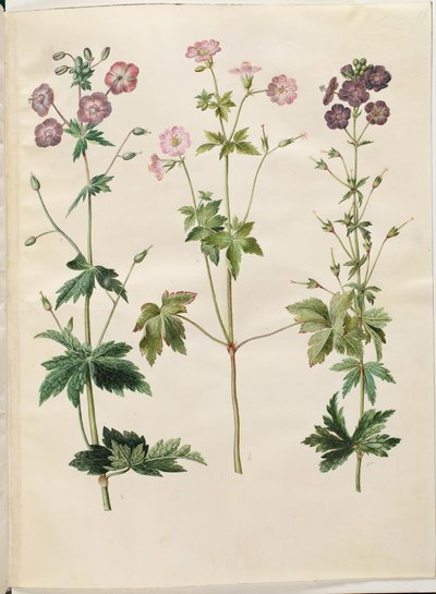 Geranium phaeum (geranio de flor oscura); Geranium versicolor (geranio de venas) de Hans Simon Holtzbecker