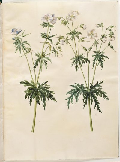 Geranium pratense (eng-storkenæb) de Hans Simon Holtzbecker