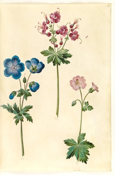 Geranium pratense (geranio de pradera); Geranium phaeum (geranio de flor ondulada); Geranium versicolor (geranio de red) de Hans Simon Holtzbecker