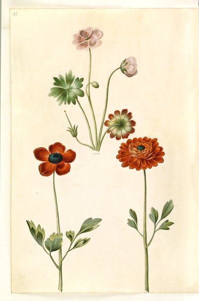 Geranium sanguineum striatum (geranio rayado); Ranunculus asiaticus (ranúnculo de jardín) de Hans Simon Holtzbecker