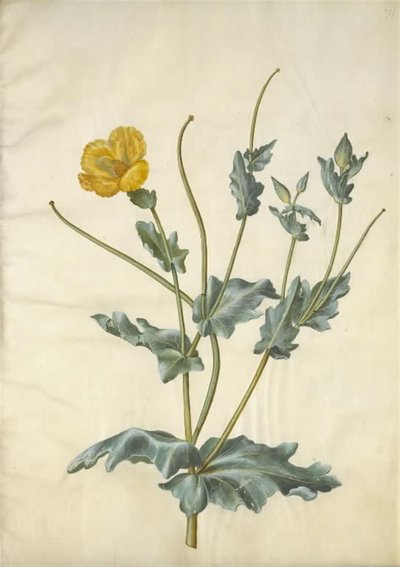 Glaucium flavum (amapola marina) de Hans Simon Holtzbecker