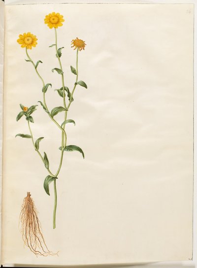 Glebionis segetum (margarita amarilla) de Hans Simon Holtzbecker