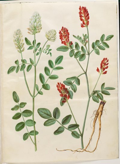 Hedysarum coronarium (trébol rojo) de Hans Simon Holtzbecker