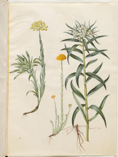 Helichrysum orientale; Helichrysum Stoechas; Anaphalis margaritacea de Hans Simon Holtzbecker