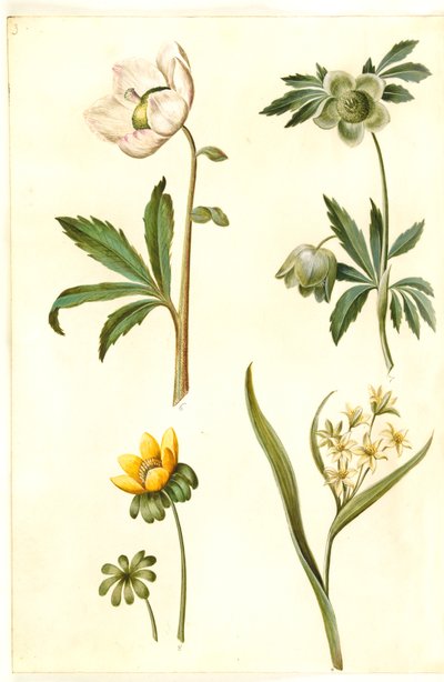 Helleborus niger (rosa de Navidad común); Eranthis hyemalis (acónito de invierno); Gagea lutea (estrella dorada común) de Hans Simon Holtzbecker