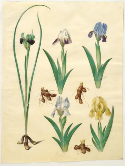 Hermodactylus tuberosus (dedo de Hermes); Iris pumila (iris enano) o Iris lutescens (iris enano) de Hans Simon Holtzbecker