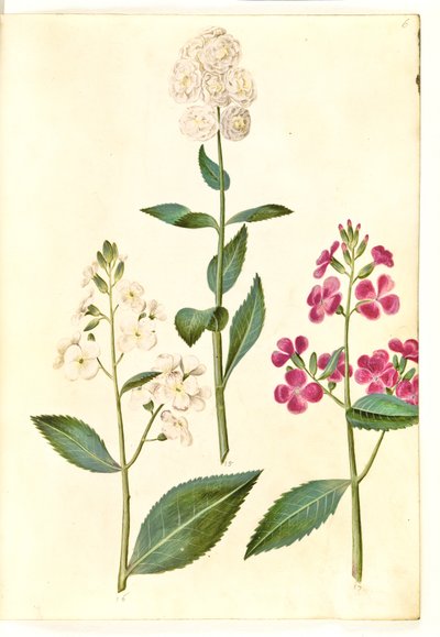 Hesperis matronalis (dama de noche) de Hans Simon Holtzbecker