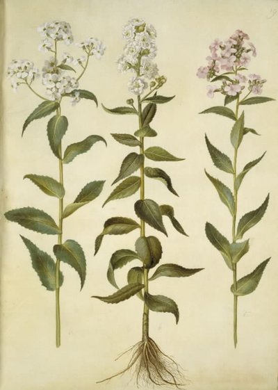 Hesperis matronalis (dama de noche) de Hans Simon Holtzbecker