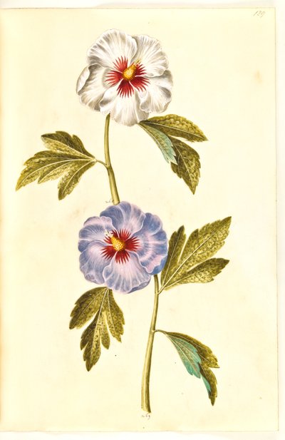Hibiscus syriacus (rosa de Siria) de Hans Simon Holtzbecker