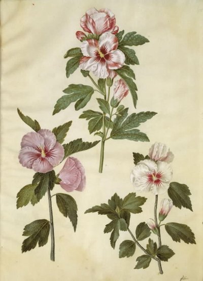 Hibisco de Siria de Hans Simon Holtzbecker
