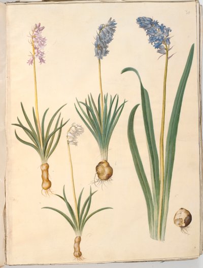 Hyacinthoides non-scripta (jacinto común); Hyacinthoides hispanica (jacinto español) de Hans Simon Holtzbecker