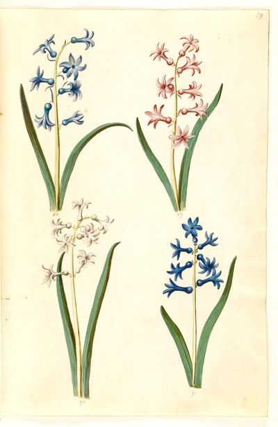 Hyacinthus orientalis (jacinto común) de Hans Simon Holtzbecker