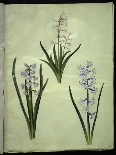 Hyacinthus orientalis (jacinto común) de Hans Simon Holtzbecker