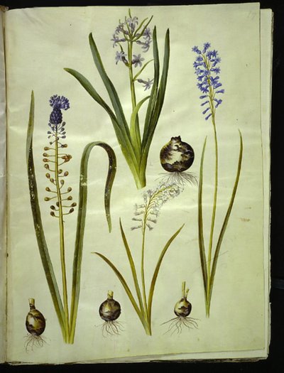 Hyacinthus orientalis (jacinto común); Muscari comosum (jacinto de penacho); Brimeura amethystina (jacinto pirenaico) de Hans Simon Holtzbecker